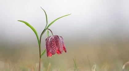 海涛法师：炒菜时炒死虫，会跟它结恶缘吗？